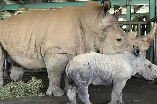Kỷ lục 4 tê giác con chào đời trong vòng 16 tháng tại Vinpearl Safari