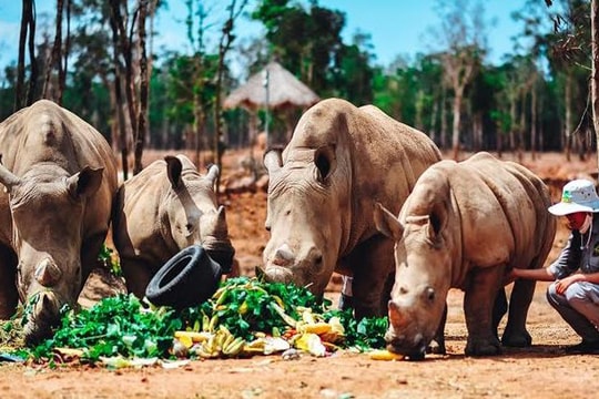 Gặp gỡ những tê giác con “quốc tịch Việt” ở Vinpearl Safari