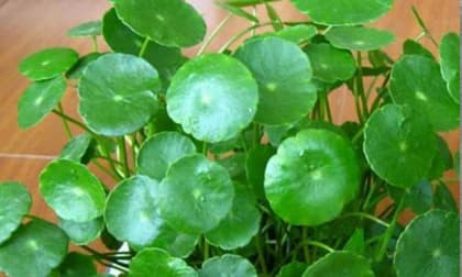 3 loại hoa thịnh vượng, điềm lành và sung túc tại nhà, mang ý nghĩa may mắn, phú quý