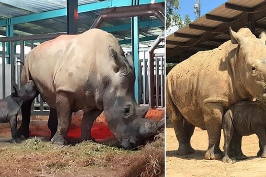 Những thú non bán hoang dã sinh ở Vinpearl Safari ngày ấy và bây giờ
