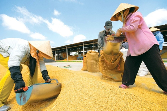 Xuất khẩu gạo đánh mất “cơ hội vàng”, doanh nghiệp tiếp tục khó khăn