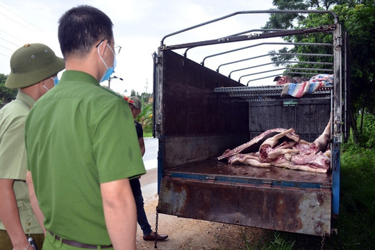 Phát hiện gần 1 tấn lợn và thịt lợn mắc dịch tả lợn châu Phi