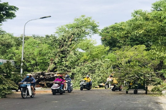 Chuyên viên phòng giáo dục ở Huế bị cây gãy đè tử vong
