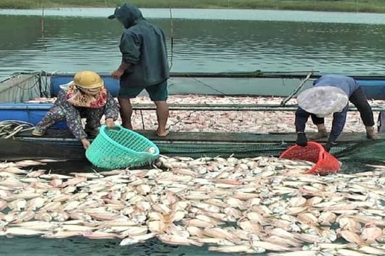 Cá chết hàng loạt do bão số 5, dân thiệt hại hàng tỷ đồng