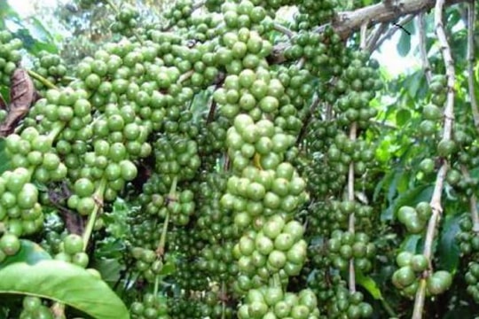 Việt Nam trở thành nhà cung cấp cà phê hàng đầu của Nhật Bản