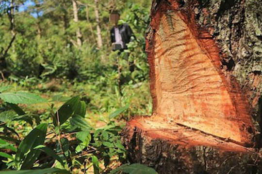 Phá rừng - vấn nạn tàn phá hệ sinh thái