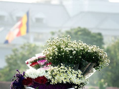 Giới trẻ háo hức chờ từng ngày mùa cúc họa mi tinh khôi ngập tràn khắp phố phường Hà Nội