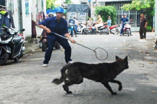 Hà Nội lập 14 đội săn bắt chó, mèo thả rông