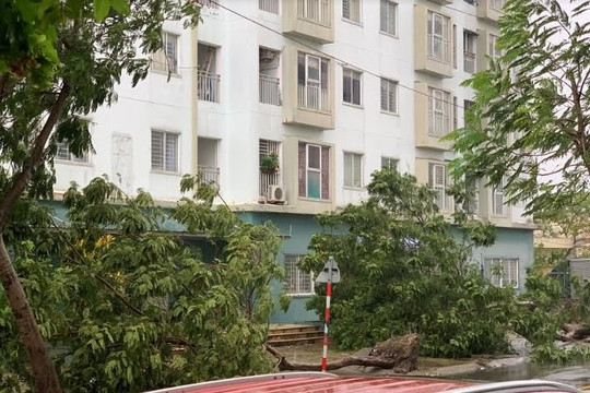 Học sinh, sinh viên Đà Nẵng nghỉ học ngày 29/10 để khắc phục hậu quả bão số 9