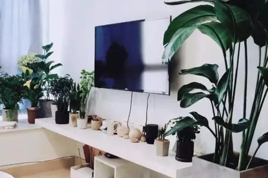 Những điều kiêng kỵ cần biết khi trồng cây xanh trong nhà
