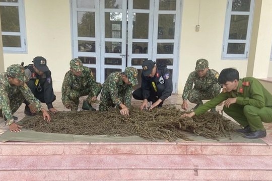 Phát hiện, thu giữ 12kg thảo mộc nghi là cần sa