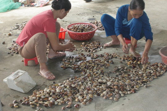 Thanh Hóa: Cần giải pháp thấu tình đạt lý khi thu hồi bãi nuôi ngao của ngư dân xã Hoằng Phụ