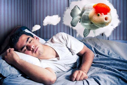 Giải mã 4 giấc mơ về cá dự báo vận may ghé thăm, chuẩn bị tinh thần đón tin vui liên tiếp