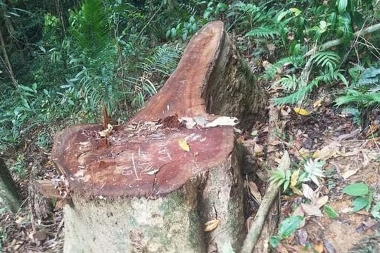 Khởi tố vụ án phá rừng Hương