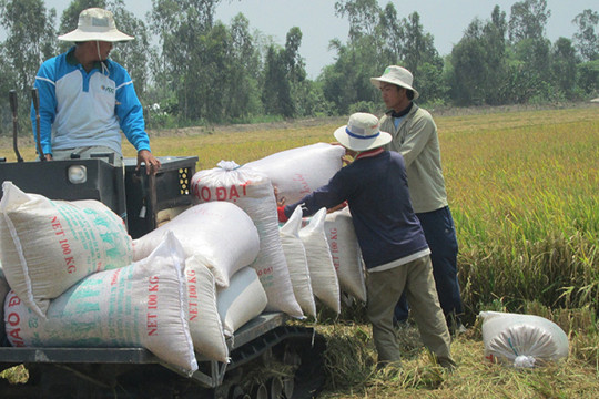 Giá gạo xuất khẩu của Việt Nam tăng cao kỷ lục