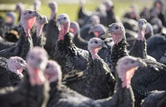 Phát hiện ổ dịch cúm gia cầm H5N8 độc lực cao ở gà tây tại Anh