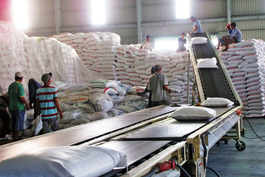 Gạo Việt Nam được các nhà nhập khẩu thu mua với giá cao