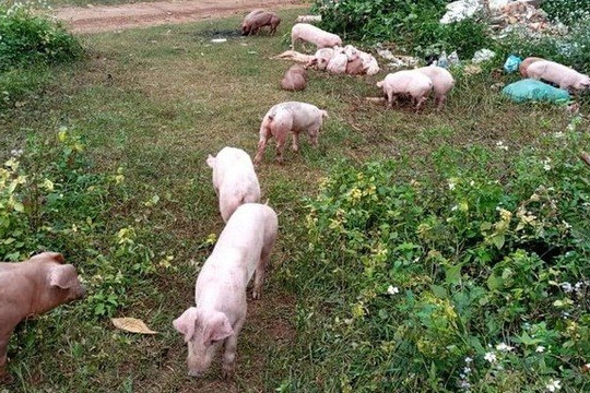 Xác định người đổ trộm hàng chục con lợn ra đường