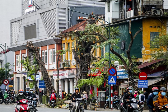 Hà Nội: Chặt hạ, di chuyển 40 cây xanh phố Trần Hưng Đạo để thi công ga ngầm Trần Hưng Đạo