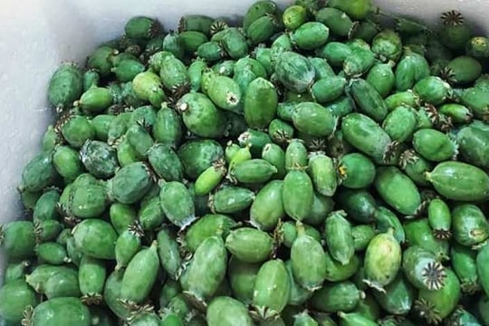 Bắt giữ cặp đôi mang hàng nghìn quả thuốc phiện tươi đi bán