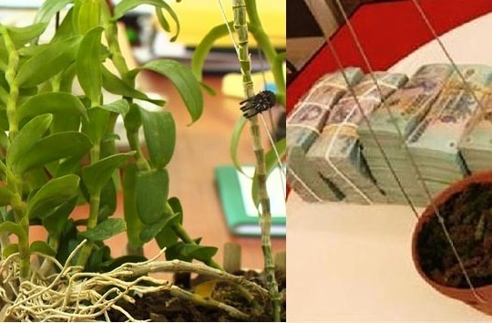 Lừa bán “lan đột biến” trên mạng xã hội, chiếm đoạt 500 triệu đồng