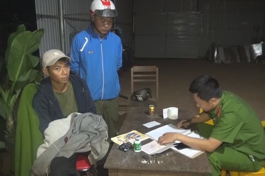 Tạm giữ đối tượng trồng hơn 1.000 cây cần sa trái phép