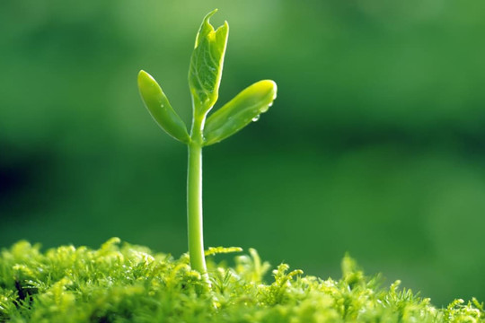 Xuân sang, những điềm báo mang đến may mắn, tài lộc và quý nhân sắp gõ cửa