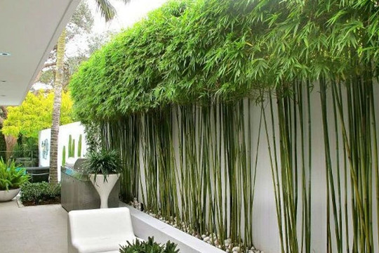 Trồng cây gì trước nhà cho hợp phong thủy, đem may mắn, tài lộc đến cho gia chủ?