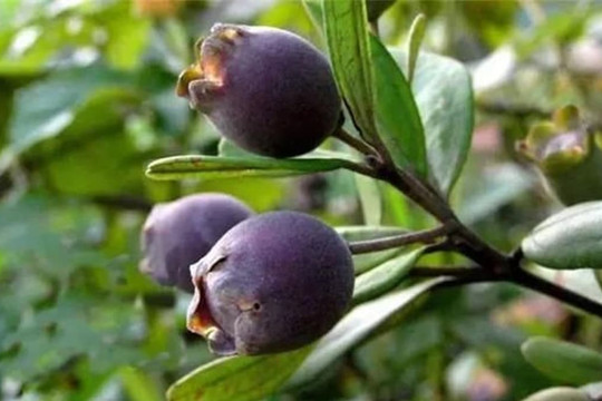 Quả này là món ăn vặt tuổi thơ, ngâm rượu là phải có, có tác dụng chữa bệnh thiếu máu, phong thấp, mất ngủ