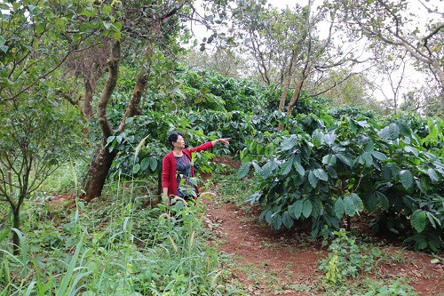 Đắk Nông: Người dân mỏi mòn đợi cấp giấy chứng nhận quyền sử dụng đất