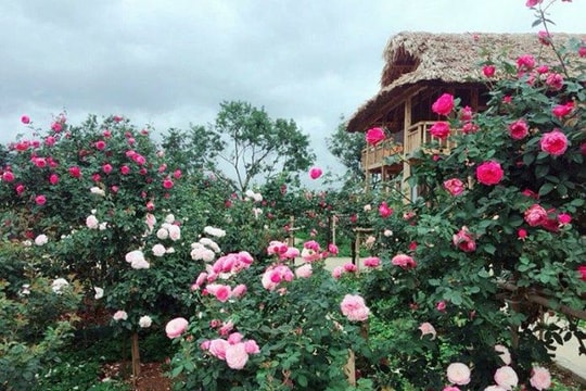 Gợi ý những điểm đến an yên cùng người ấy đón Valentine ngọt ngào