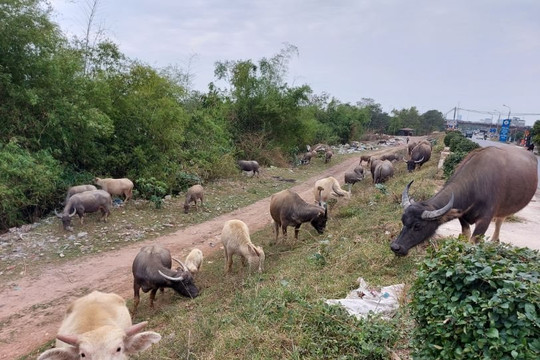 “Đệ nhất” trại trâu Hà thành