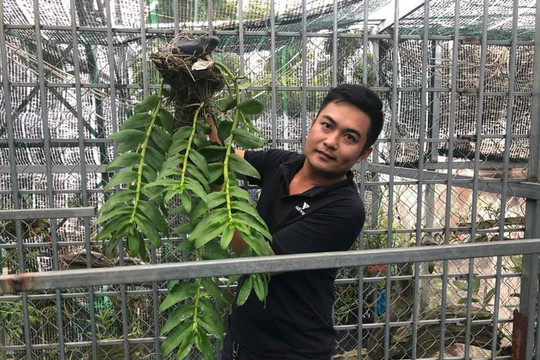 Vườn lan Khánh Nguyễn – Hoa lan rừng và giá trị kinh tế của nó!