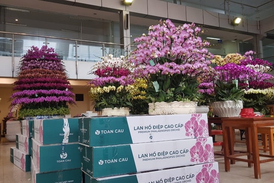 Phát triển thị trường lan Hồ điệp: ﻿﻿ “Mỏ vàng” còn... bỏ ngỏ
