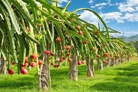 Chuyến nông sản đầu tiên xuất khẩu đúng mùng 1 tết