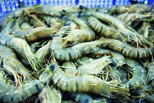 Hoa Kỳ thông báo không áp thuế chống bán phá giá với sản phẩm tôm xuất khẩu