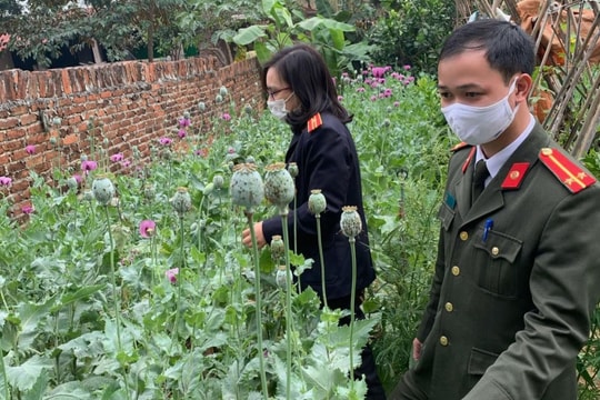 Người đàn ông trồng gần 3.000 cây anh túc và cần sa trong vườn
