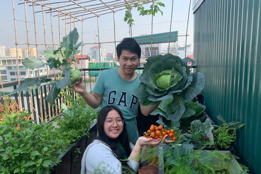 Ca sĩ Trọng Tấn và con gái thu hoạch rau trồng trên tầng thượng