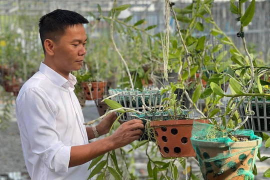 Nghệ nhân Vinh Phạm và giá trị của vườn lan khủng