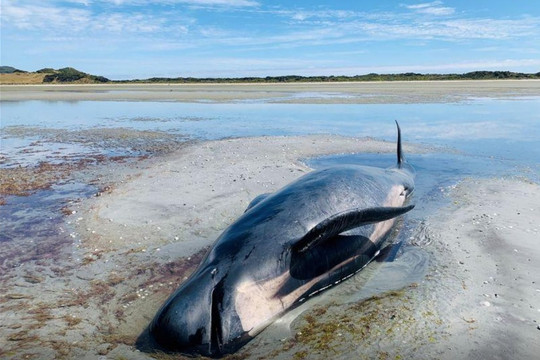 New Zealand giải cứu 28 con cá heo đen bị mắc cạn