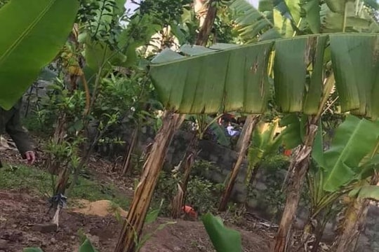 Nữ sinh lớp 10 tử vong bất thường tại vườn chuối
