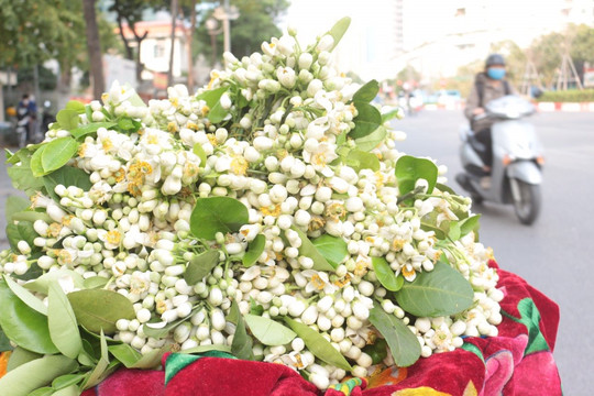 Hoa bưởi đầu mùa "xuống phố", tỏa hương sắc làm say lòng người Thủ đô