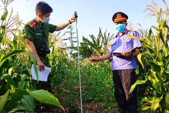 Trồng hàng trăm cây cần sa để làm thức ăn cho gia súc