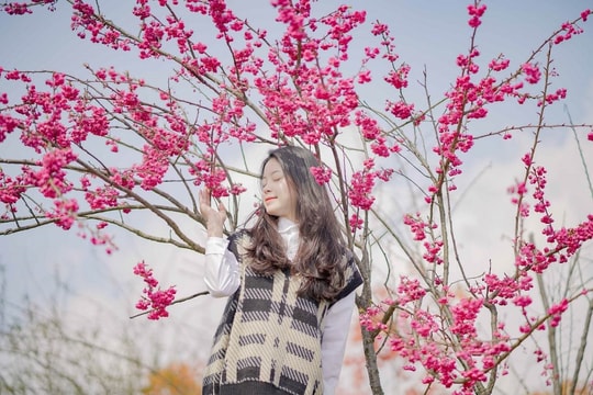 Ngất ngây thiên đường hoa anh đào đẹp lịm tim tại Sun World Fansipan Legend
