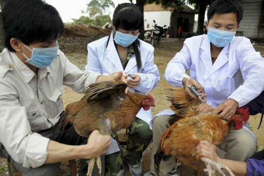Việt Nam cảnh giác virus H5N8 lây sang người