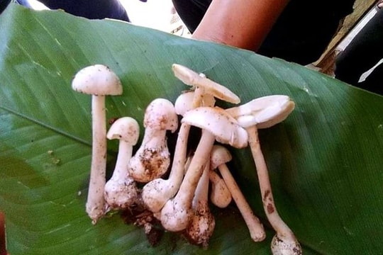 Cả 4 thành viên trong một gia đình cấp cứu vì ngộ độc nấm