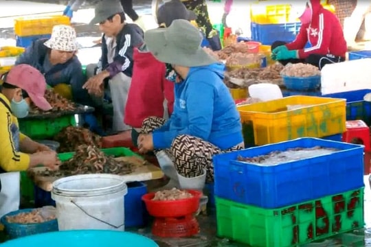 Khánh Hòa: Ngư dân trúng lộc tôm đầu năm
