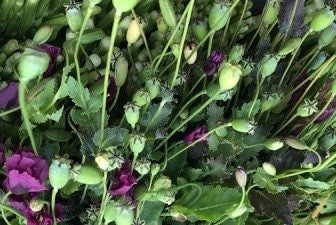 Xử phạt hành chính người đàn ông trồng cây thuốc phiện trong vườn nhà