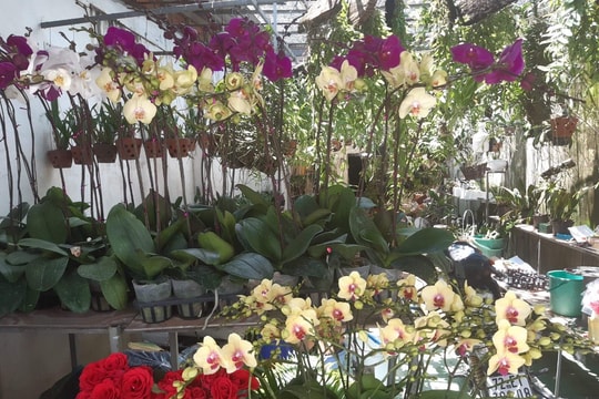 Bà chủ hoa lan Kim Thành: Từ bà nội trợ thành đại gia trồng lan đột biến