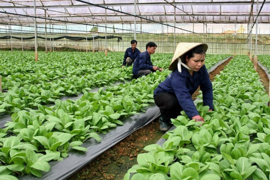 Chiến lược phát triển kinh tế tập thể, hợp tác xã giai đoạn 2021 – 2030